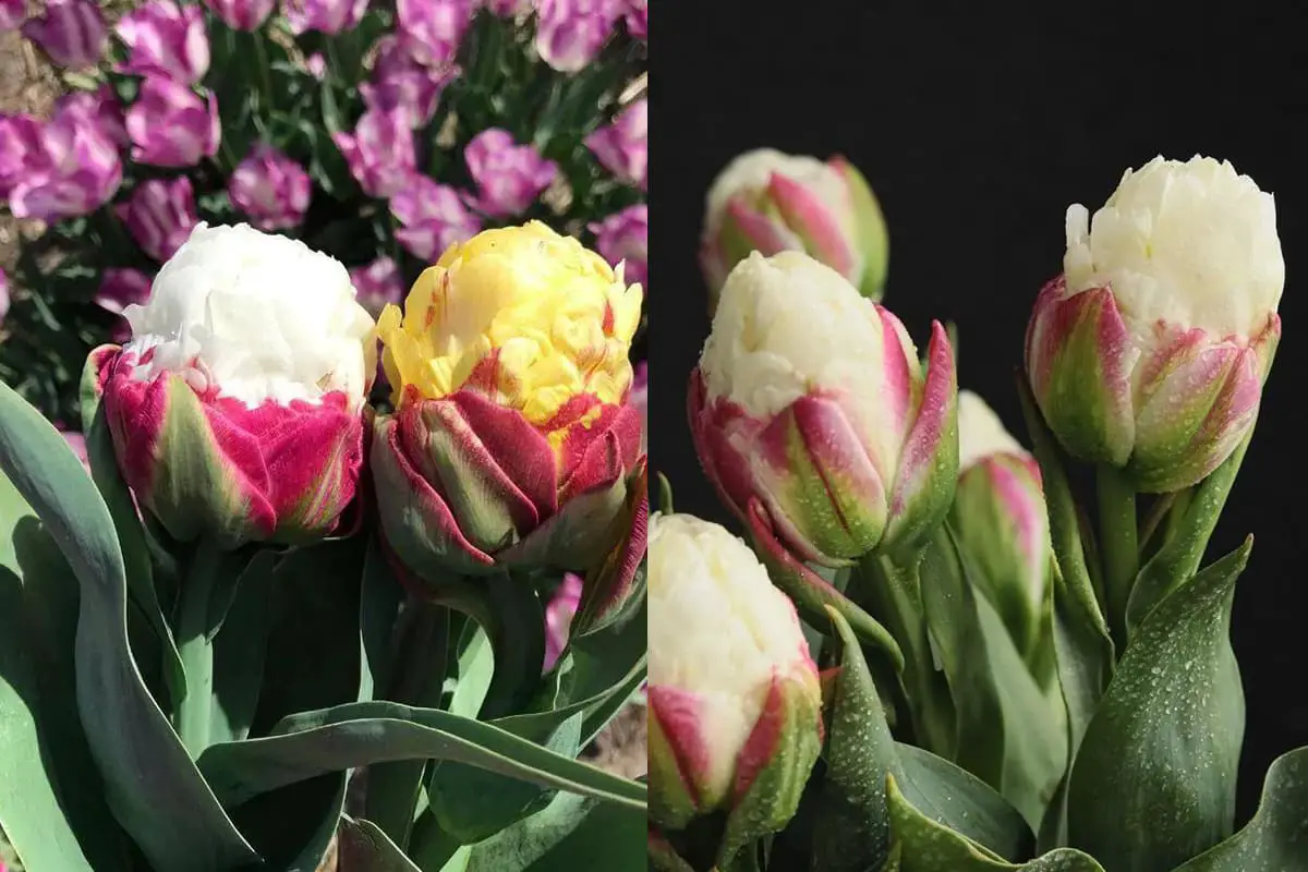 Tulipa de gelado