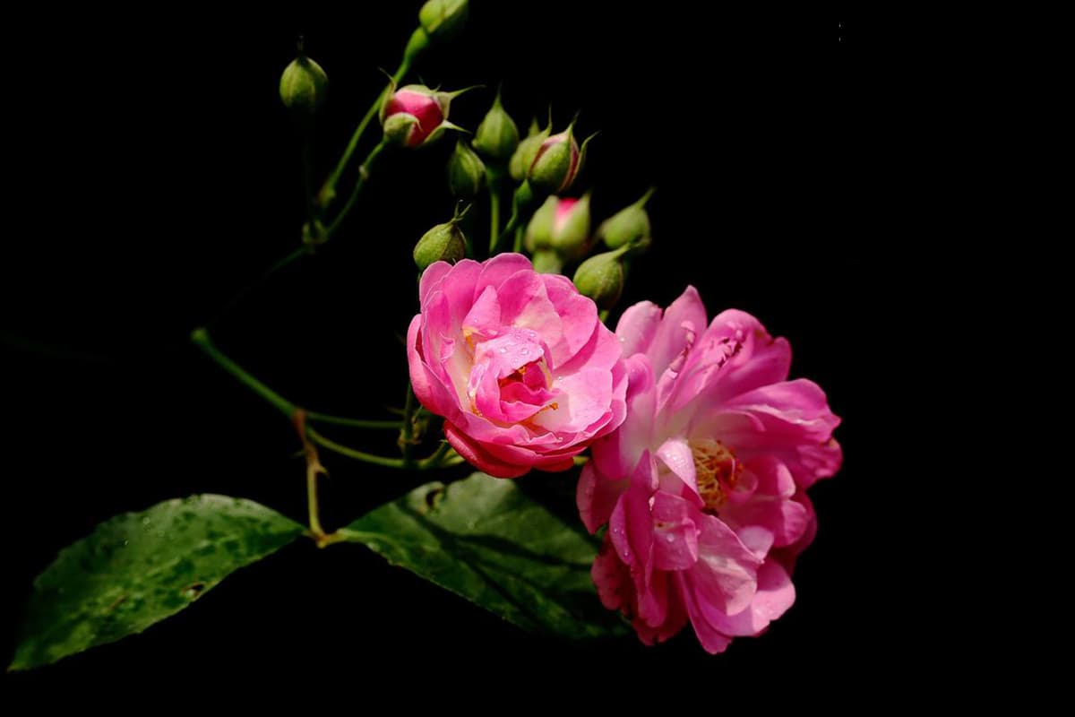 Fiori da coltivare in estate