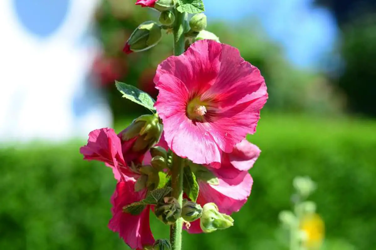 Fiori da coltivare in estate
