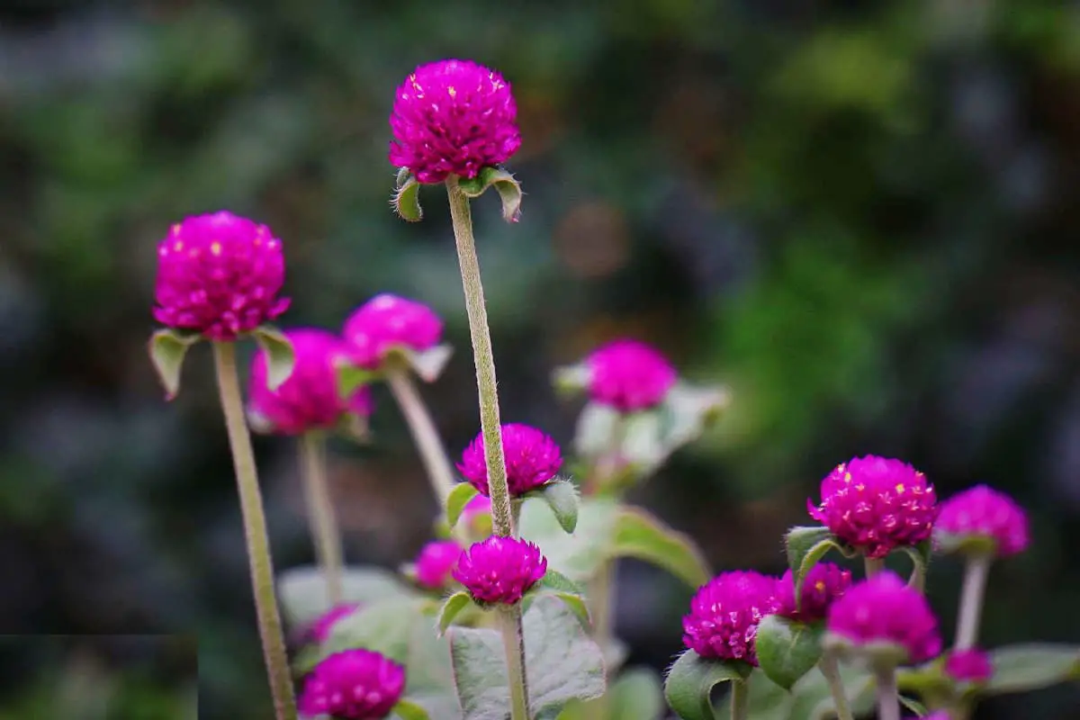 秋に咲く花