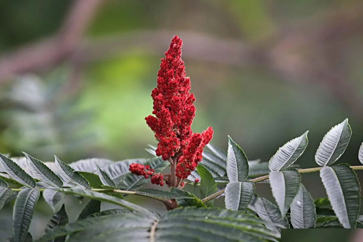 Rhus Typhina