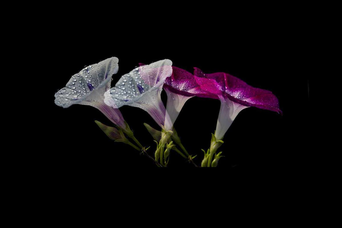 Ipomoea nil