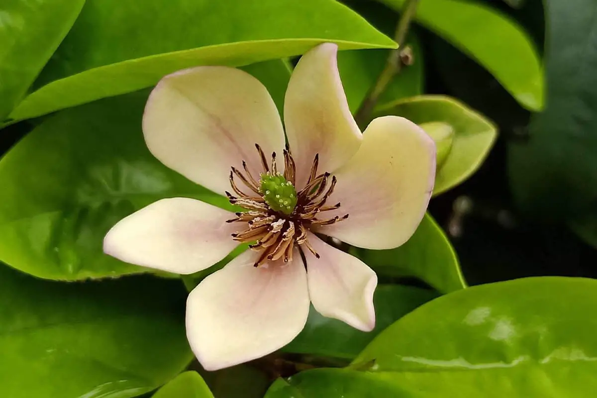 Michelia figo