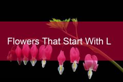 Flowers-That-Start-With-L