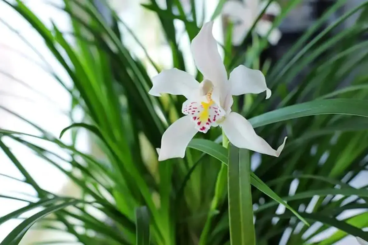 Cymbidium eburneum
