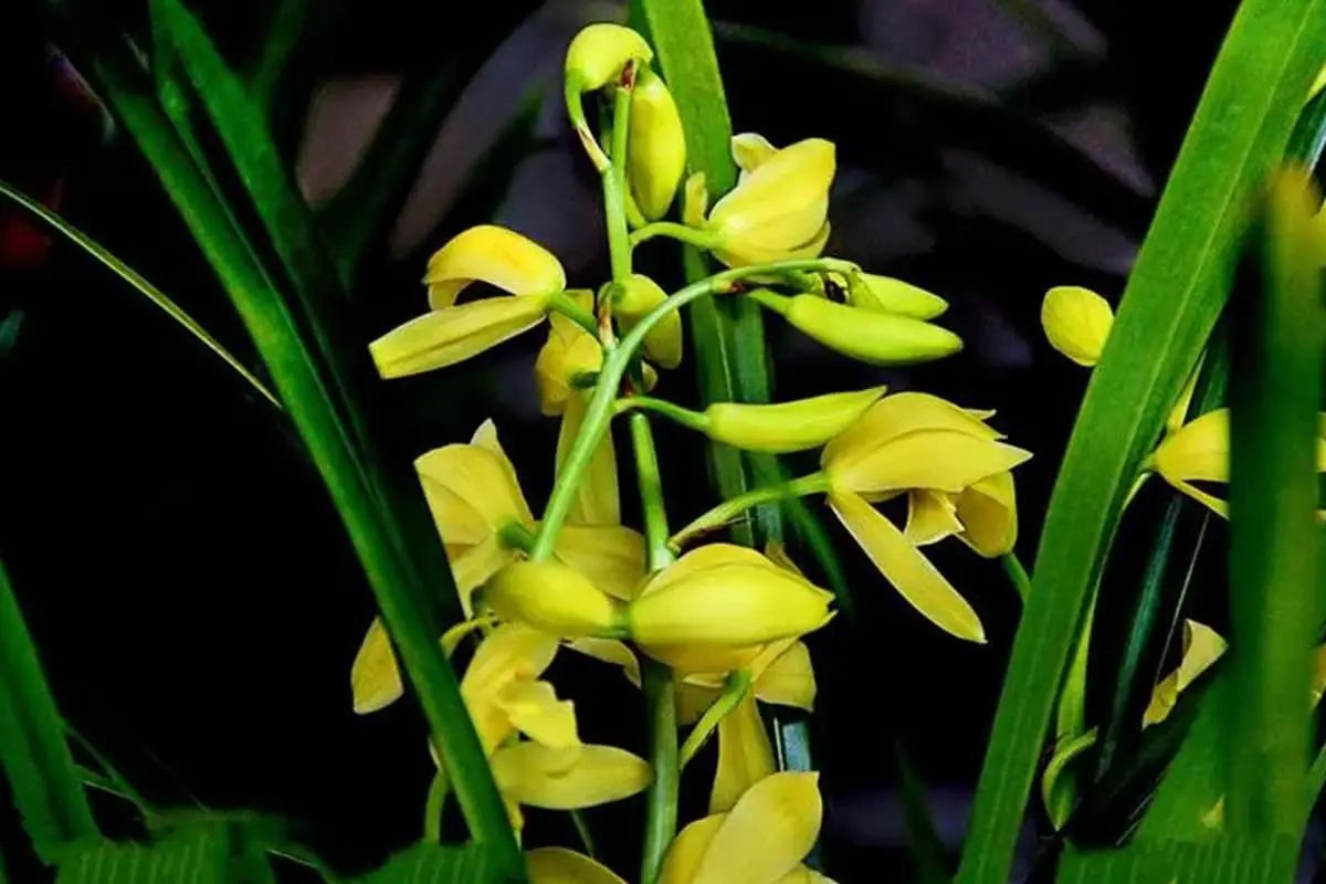 Cymbidium Faberi Rolfe