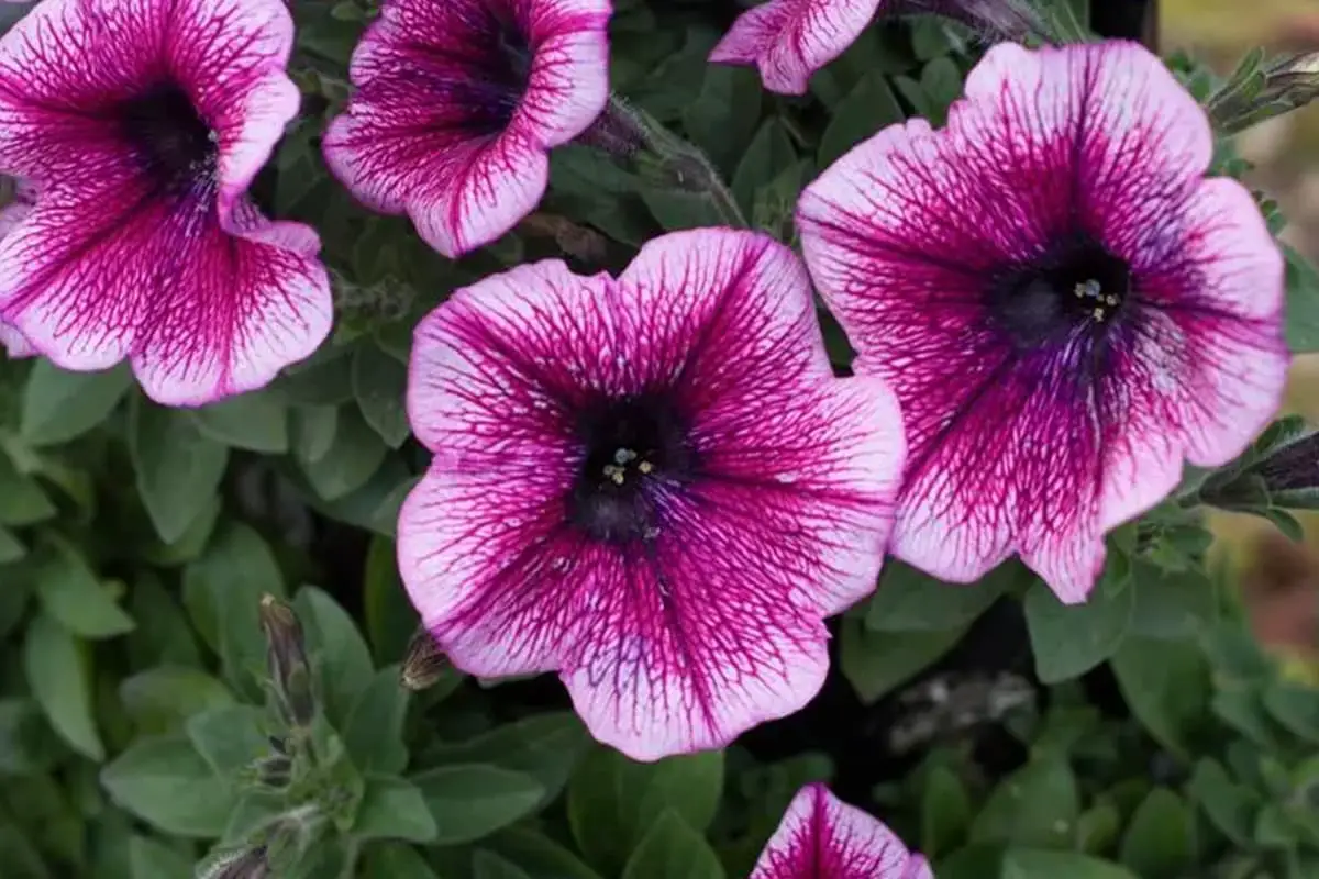 Petunia hybrida