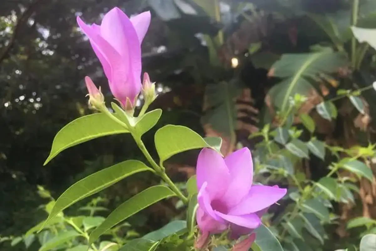 Cryptostegia grandiflora