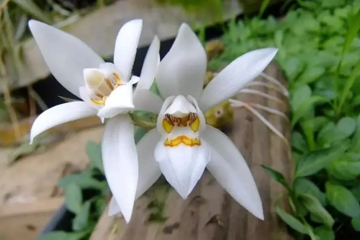 Coelogyne prolifera