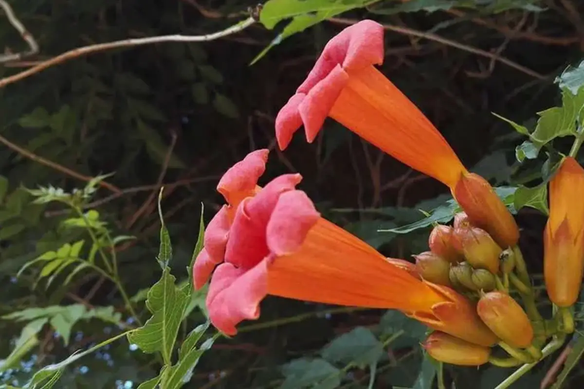 Campsis radicans