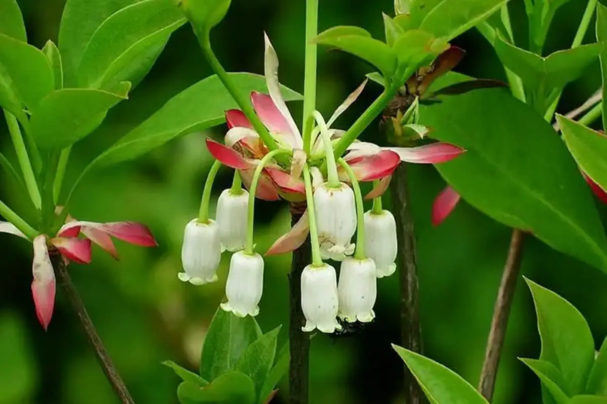 Enkianthus serrulatus