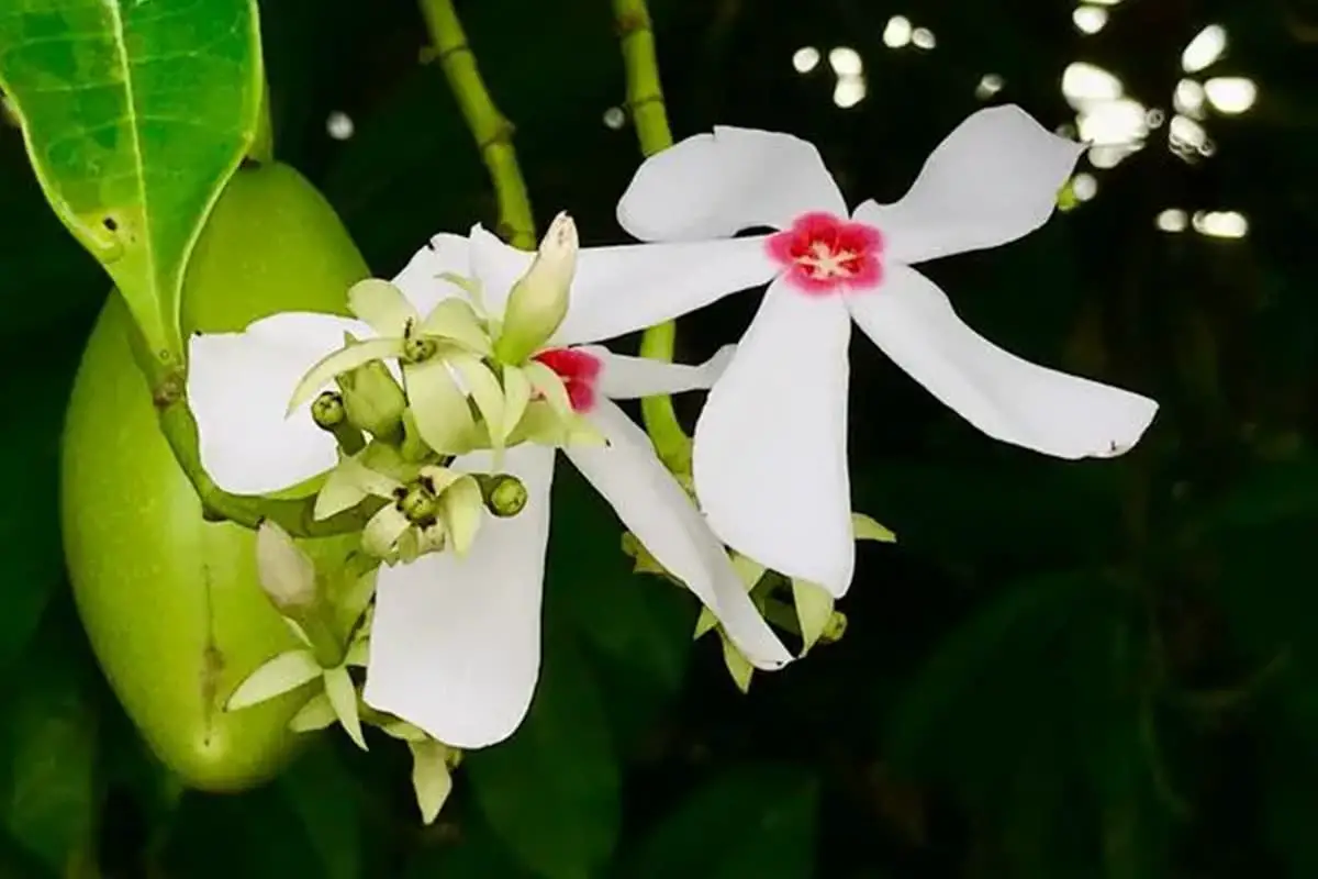Cerbera manghas