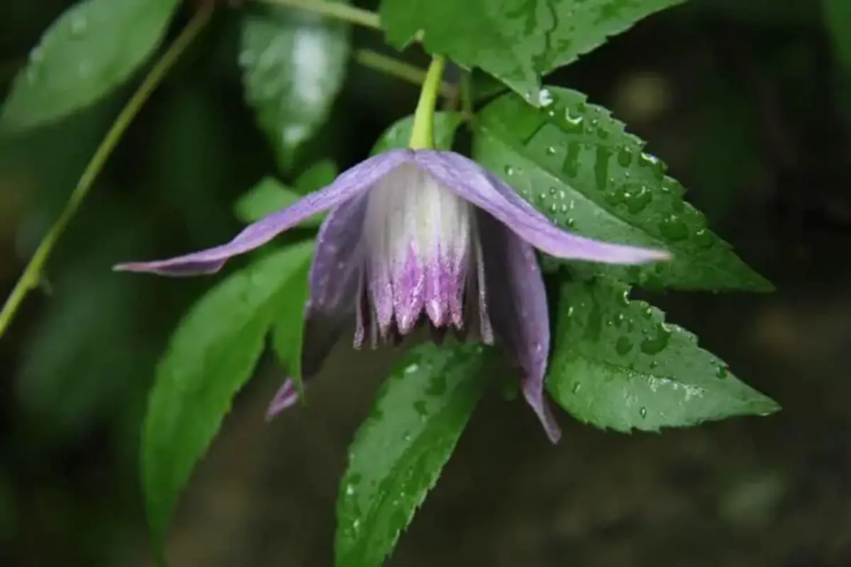 Clematis ochotensis