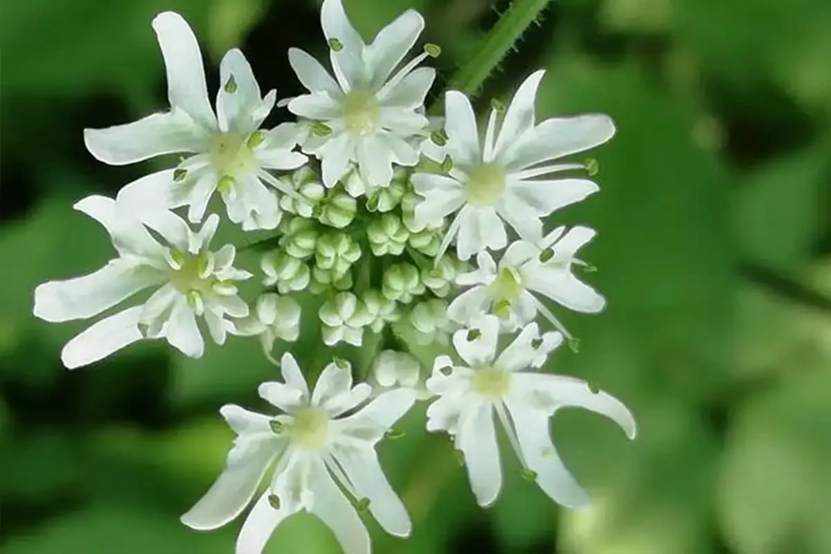 Heracleum moellendorffii