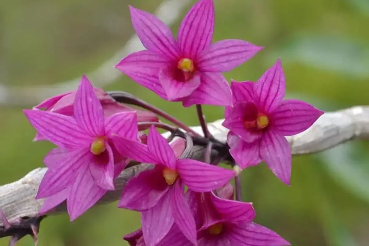Dendrobium Goldschmidtianum The Red Flowered Beauty FlowersLib dendrobium-goldschmidtianum-the-red-flowered-beauty-flowerslib