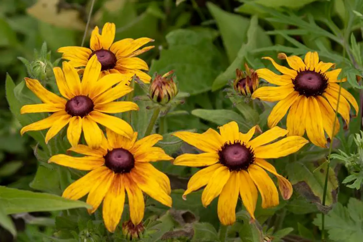 Rudbeckia hirta