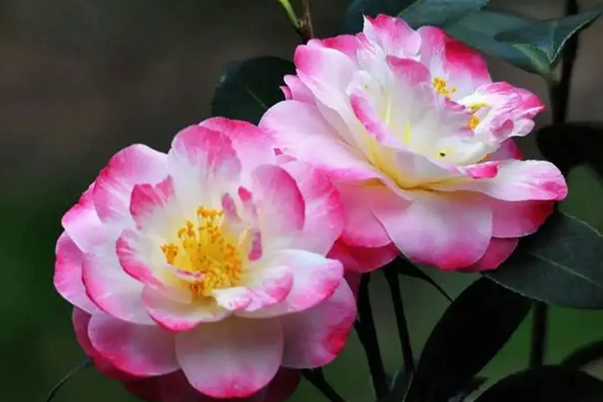 Camellia reticulata