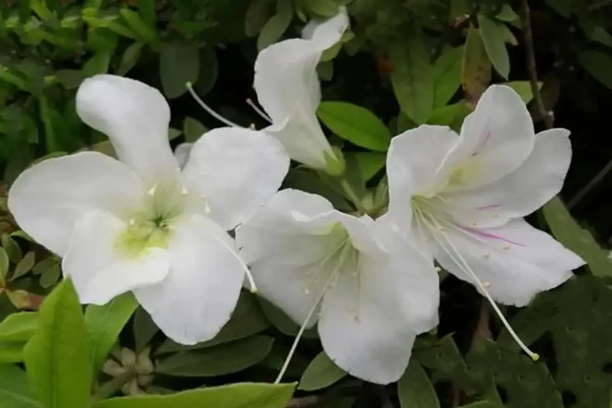 Rhododendron decorum