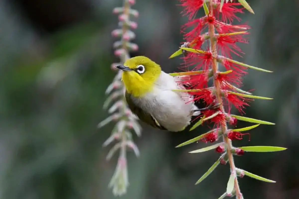Callistemon viminalis