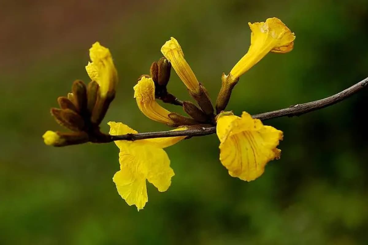 Tabebuia chrysantha
