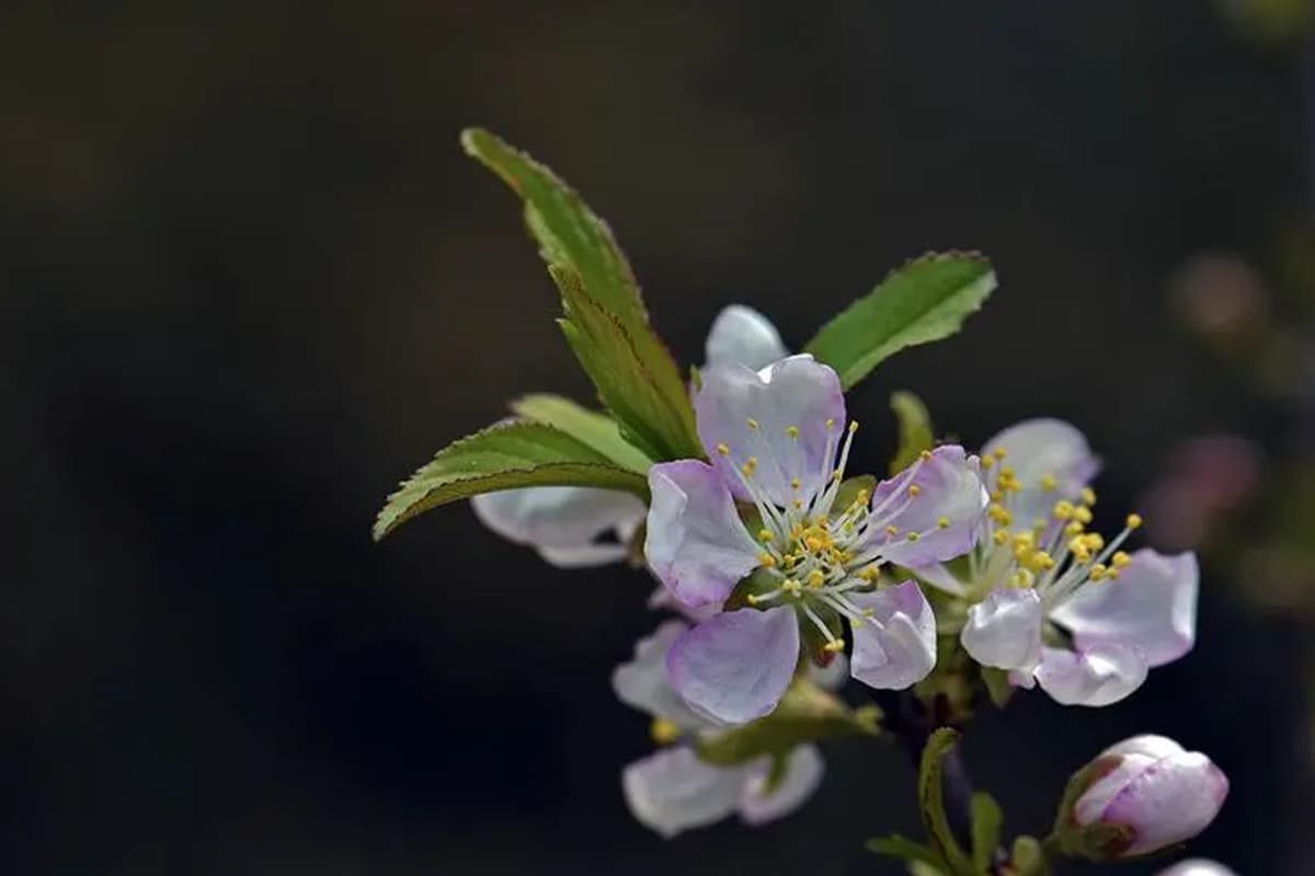 Cerasus japonica