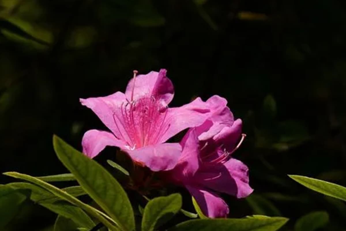 Rhododendron radendum