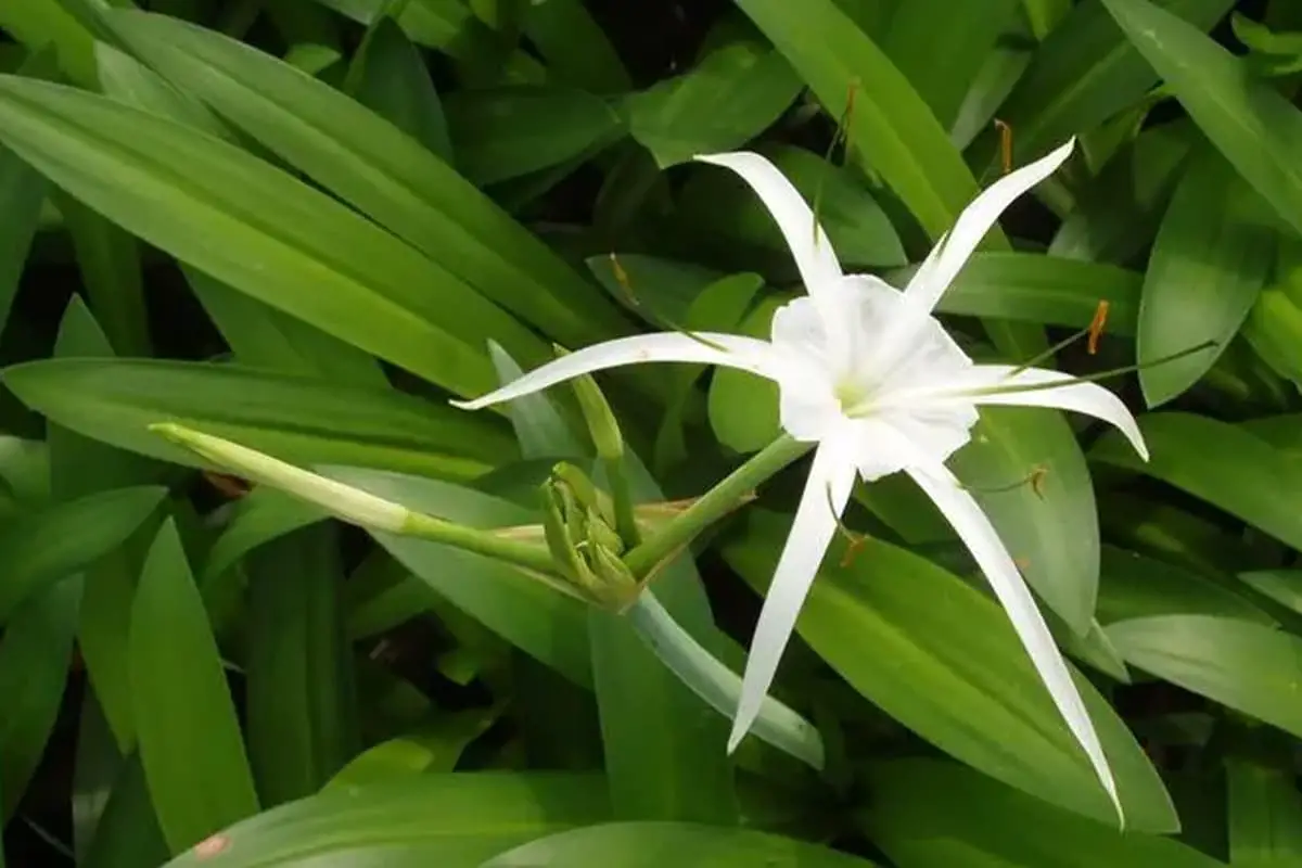 Hymenocallis littoralis