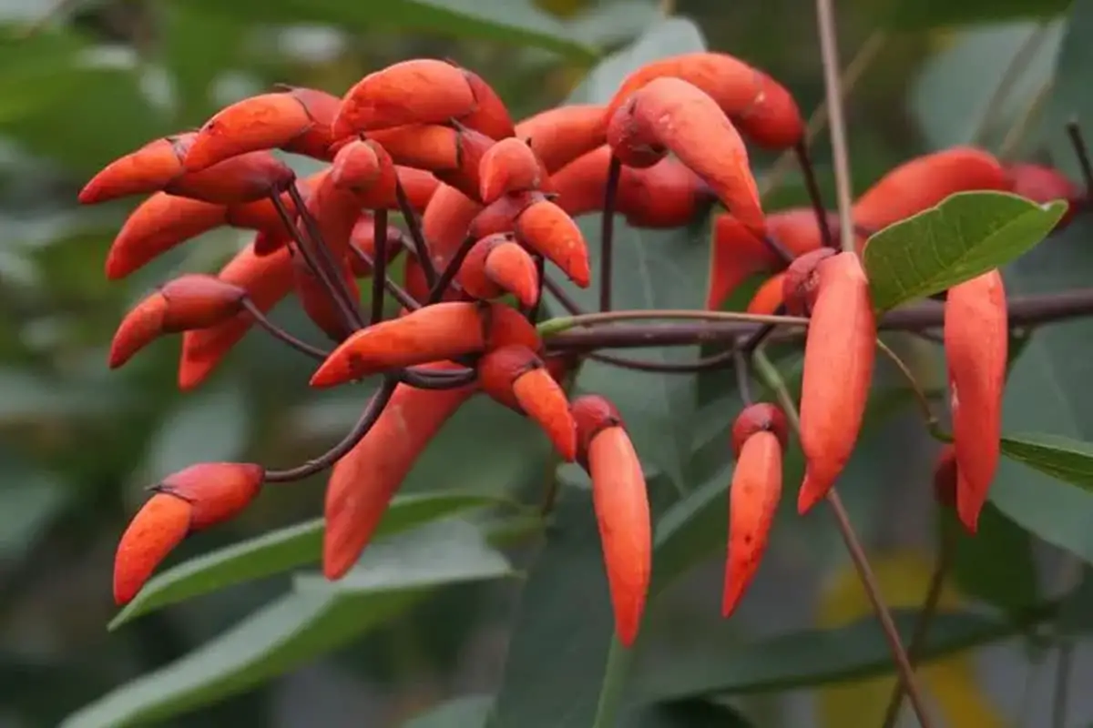 Erythrina crista-galli