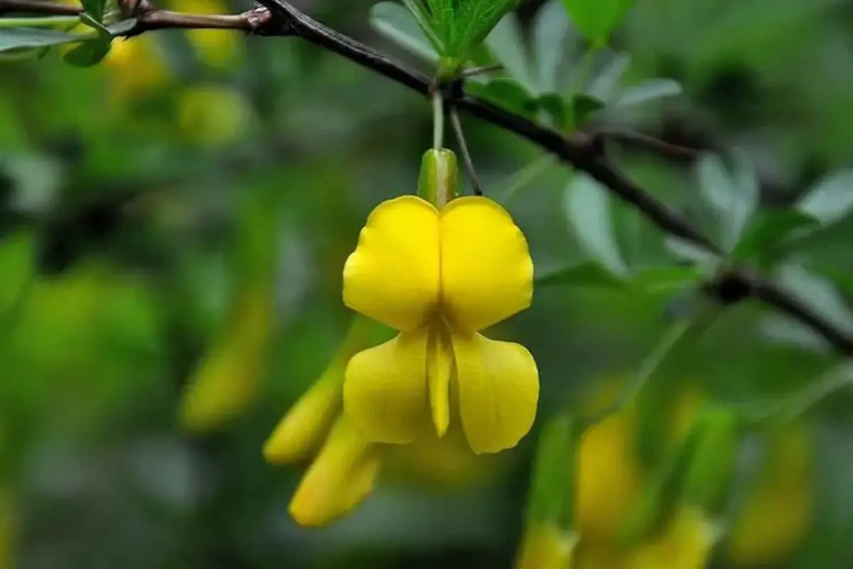 Caragana sinica