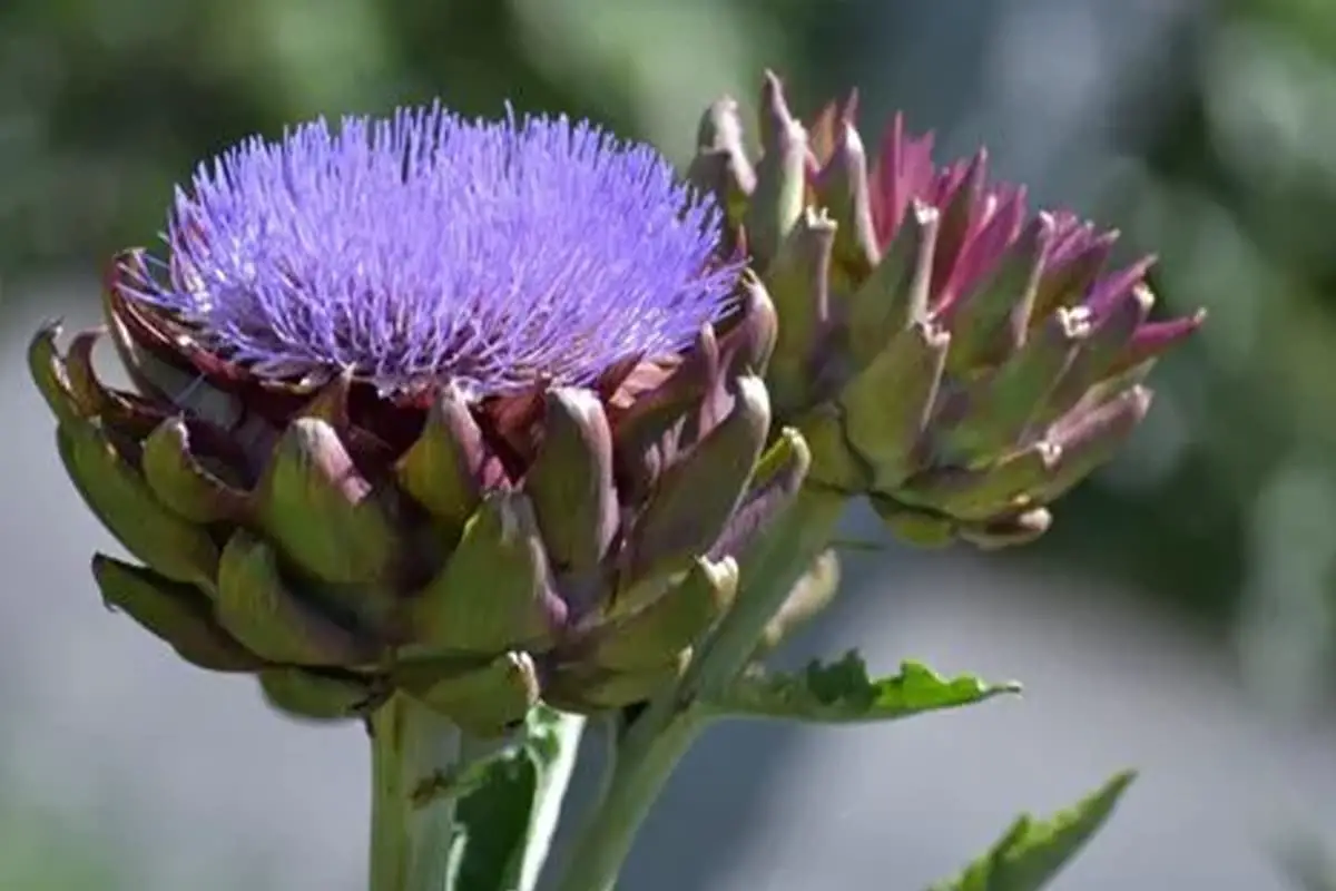 Cynara Scolymus