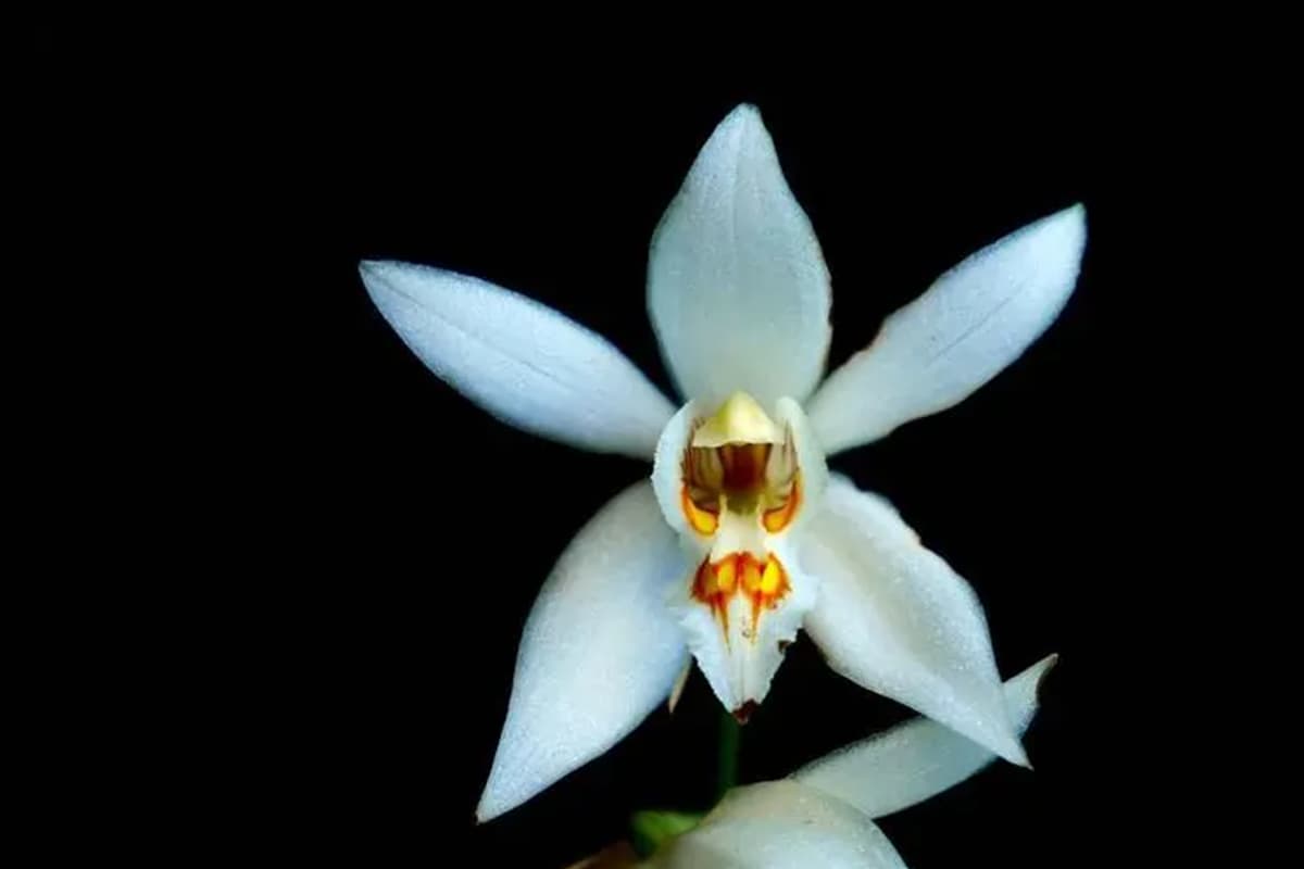 Coelogyne prolifera