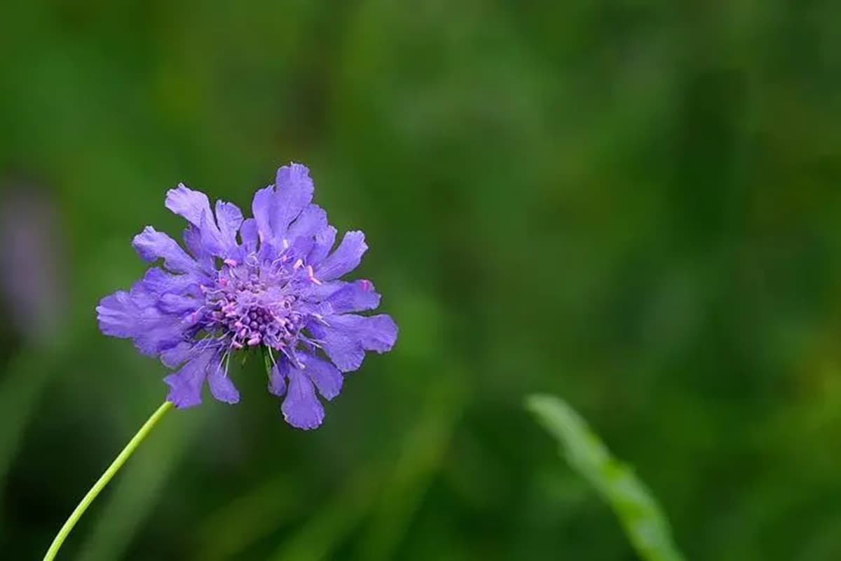 Scabiosa comosa