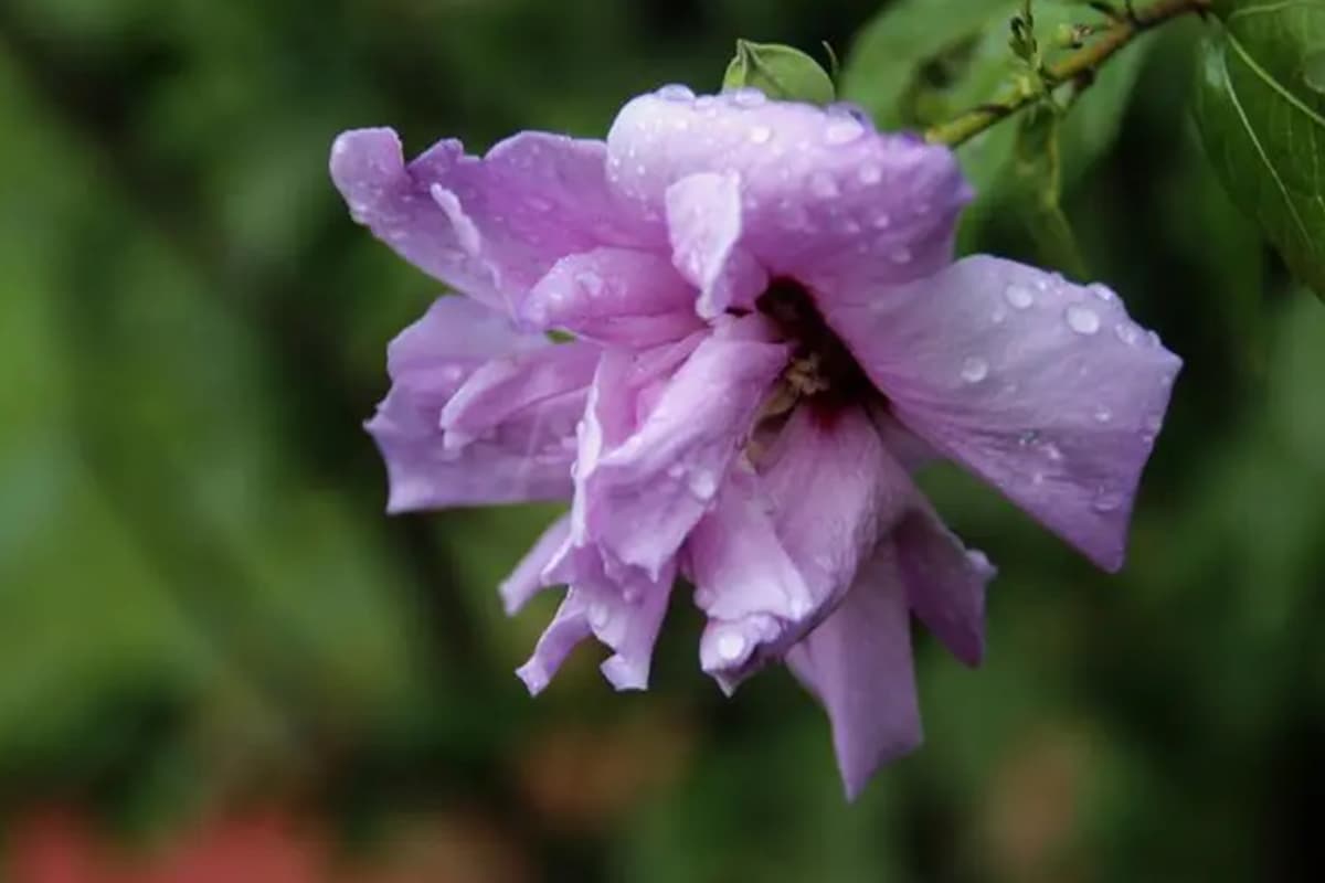 Hibiscus syriacus