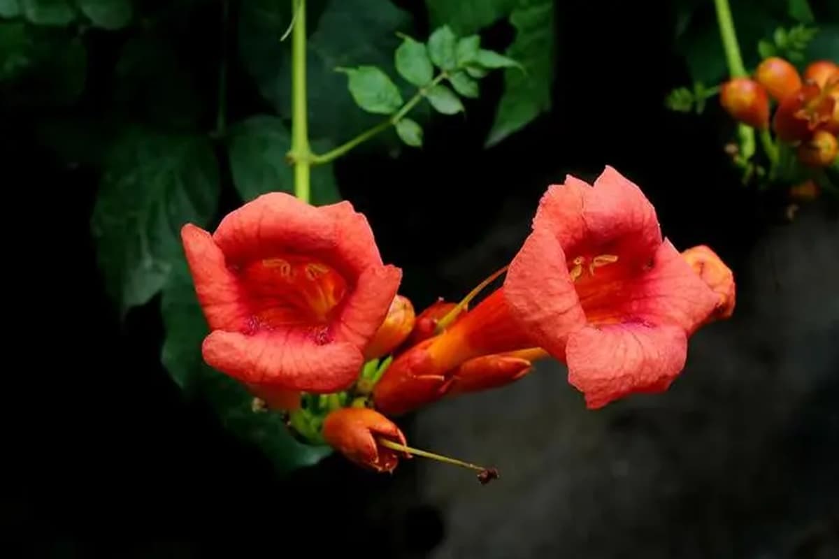 Campsis radicans