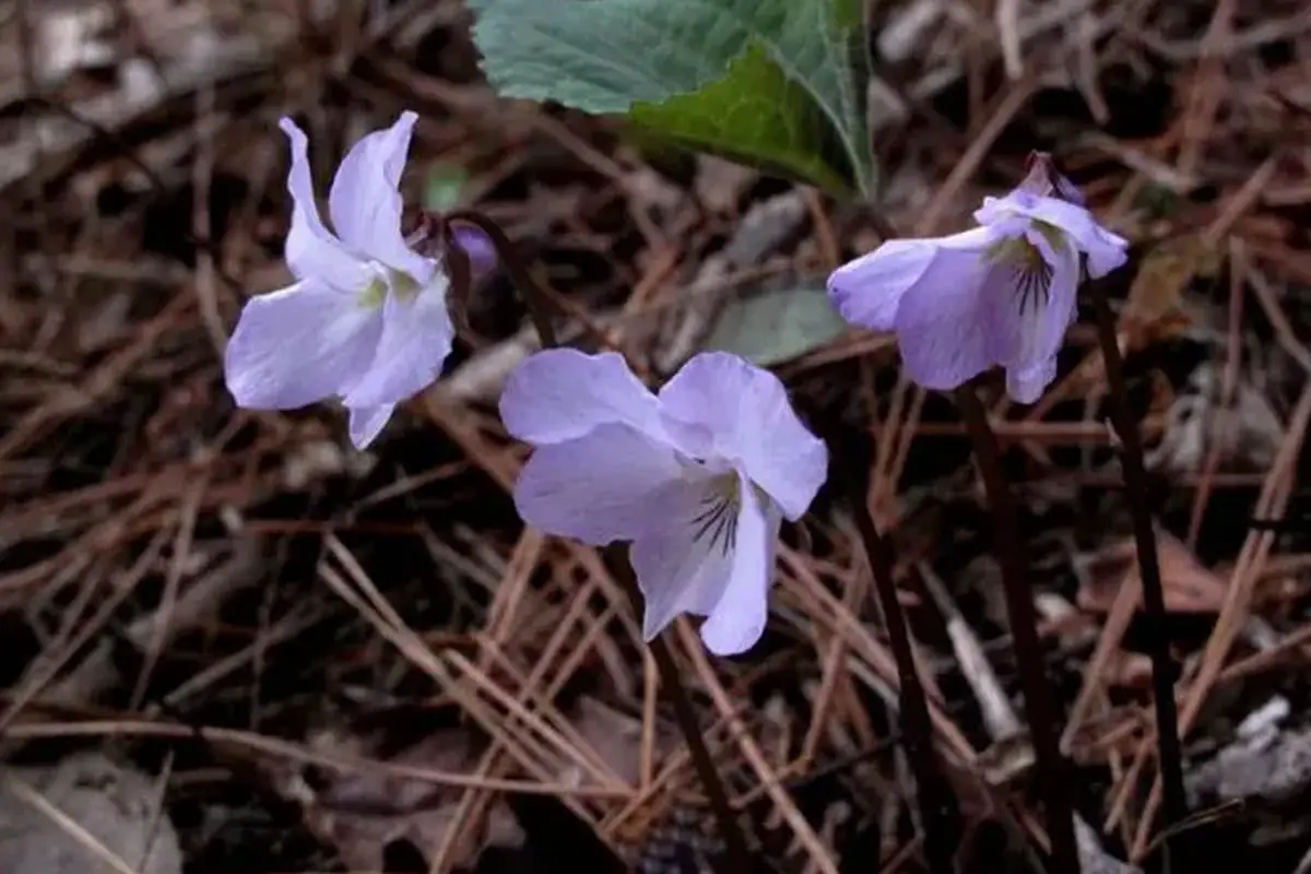 Viola variegata