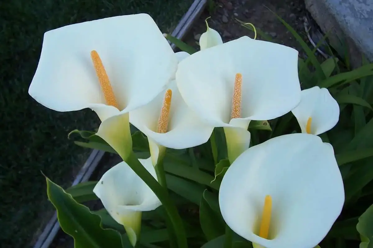 Zantedeschia albomaculata