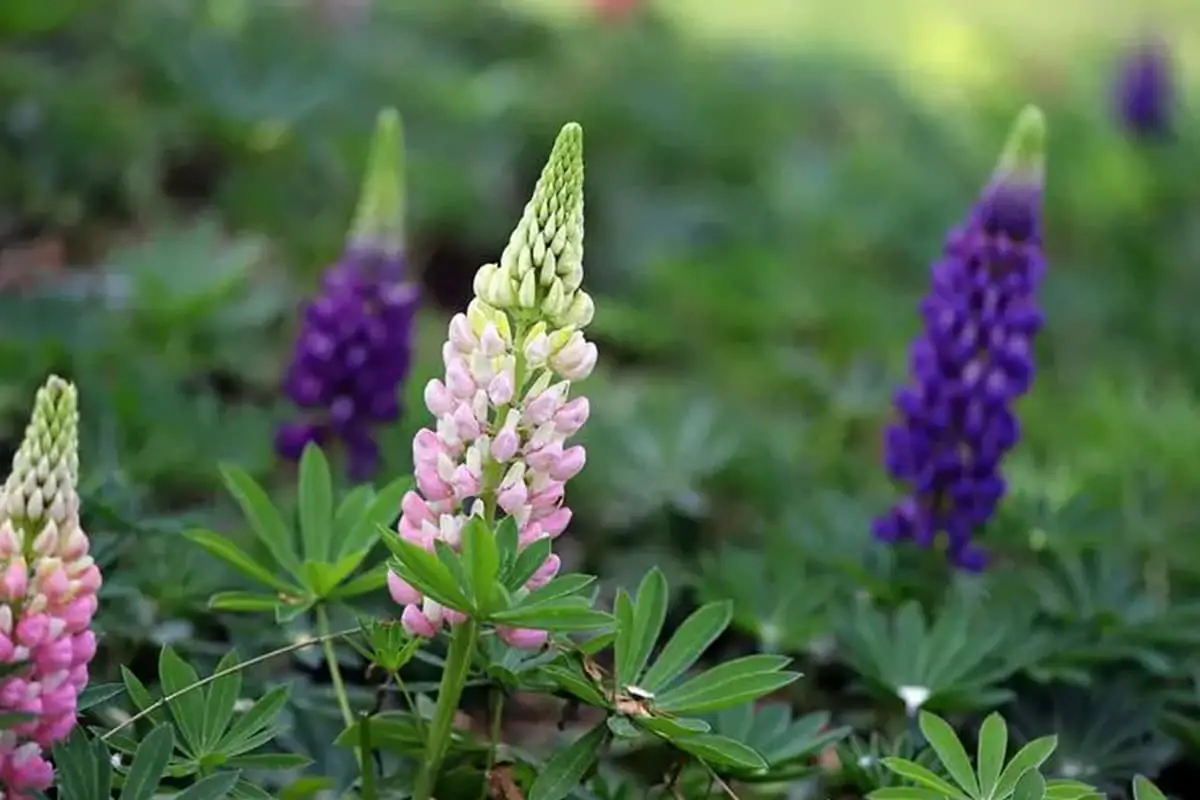 Lupinus polyphyllus