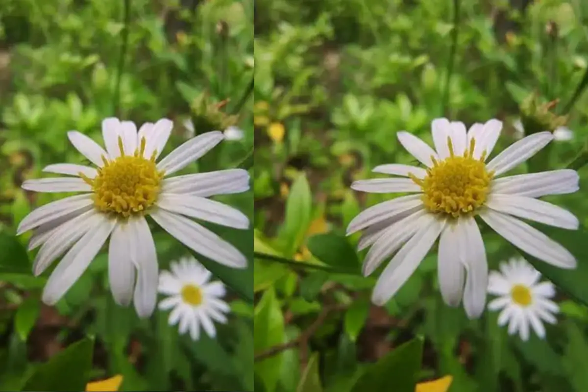 Aster hispidus