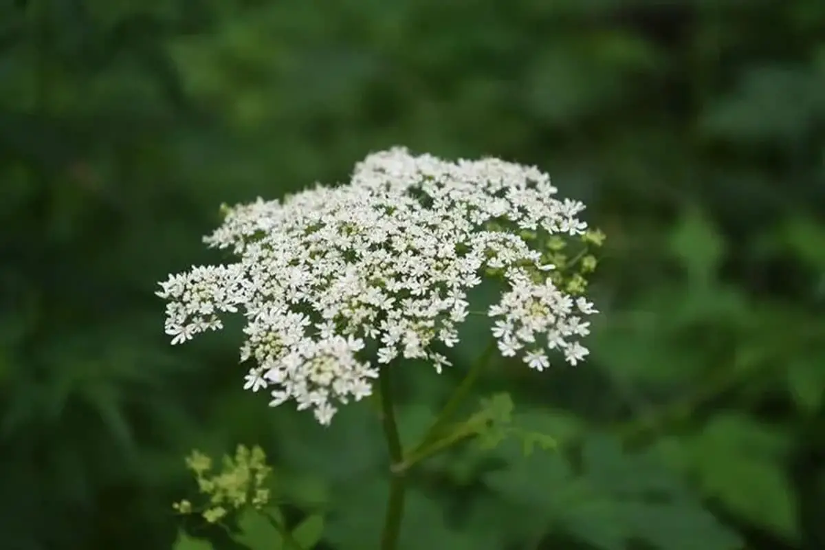 Heracleum moellendorffii