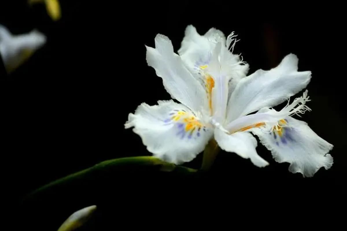 Cymbidium eburneum