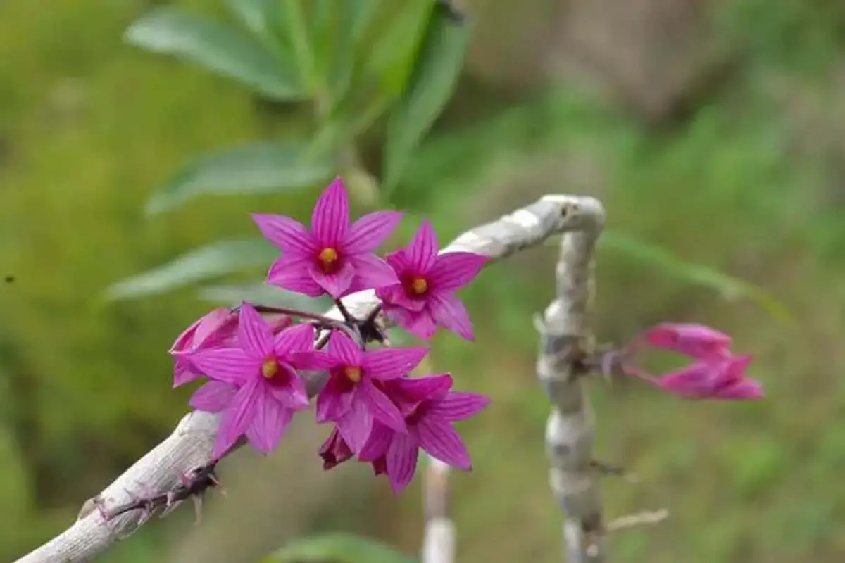 Dendrobium goldschmidtianum
