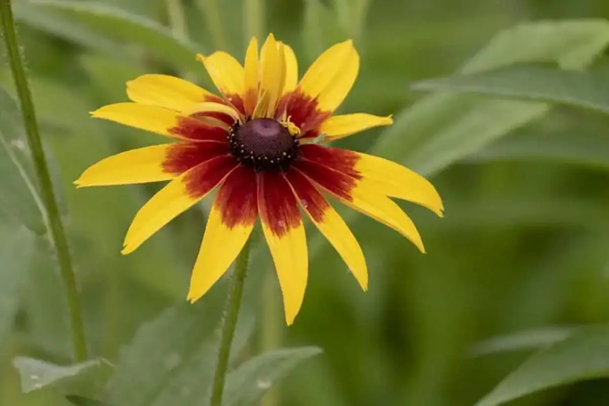 Rudbeckia hirta
