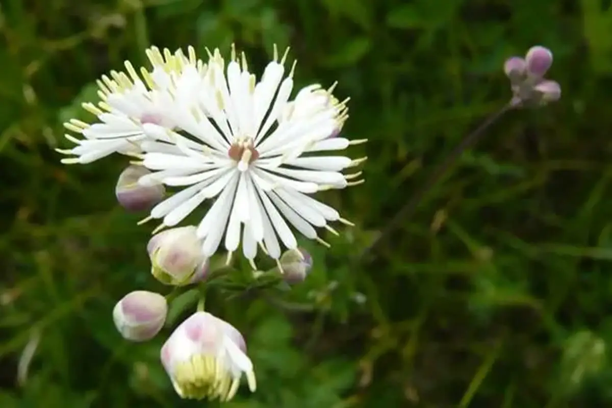 Thalictrum petaloideum