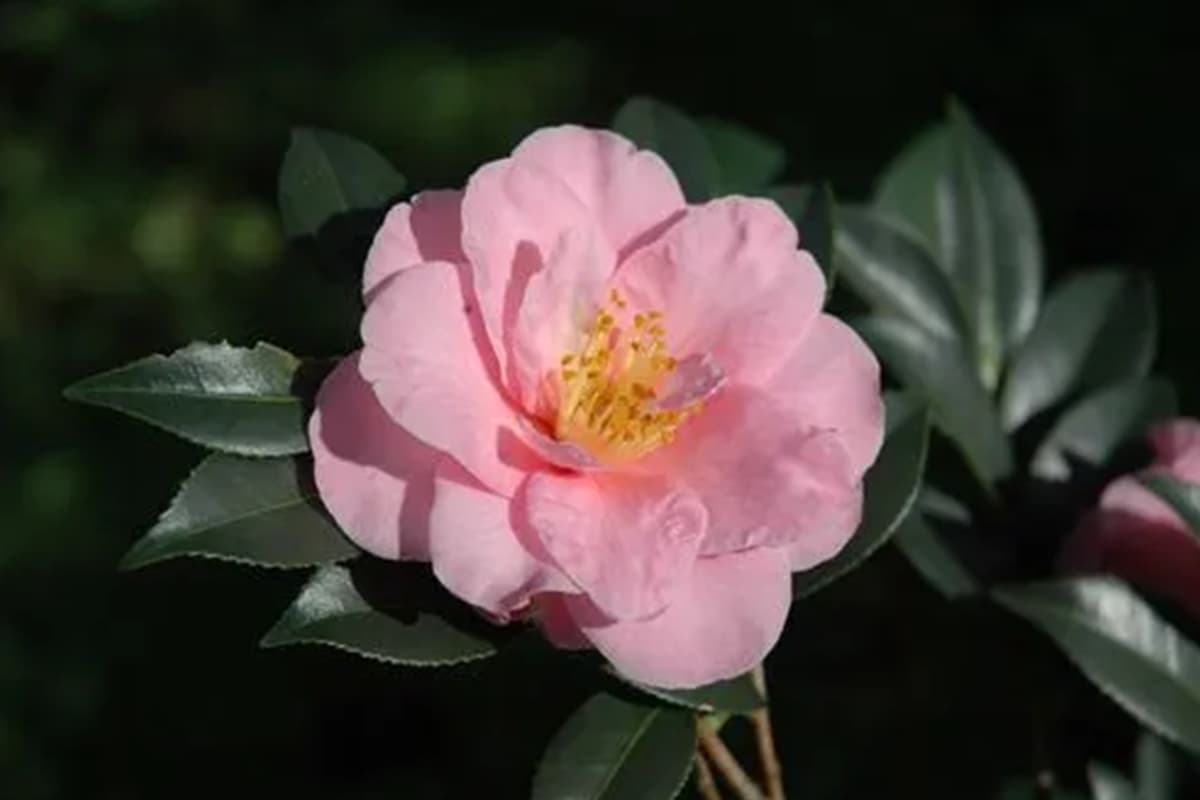 Camellia reticulata
