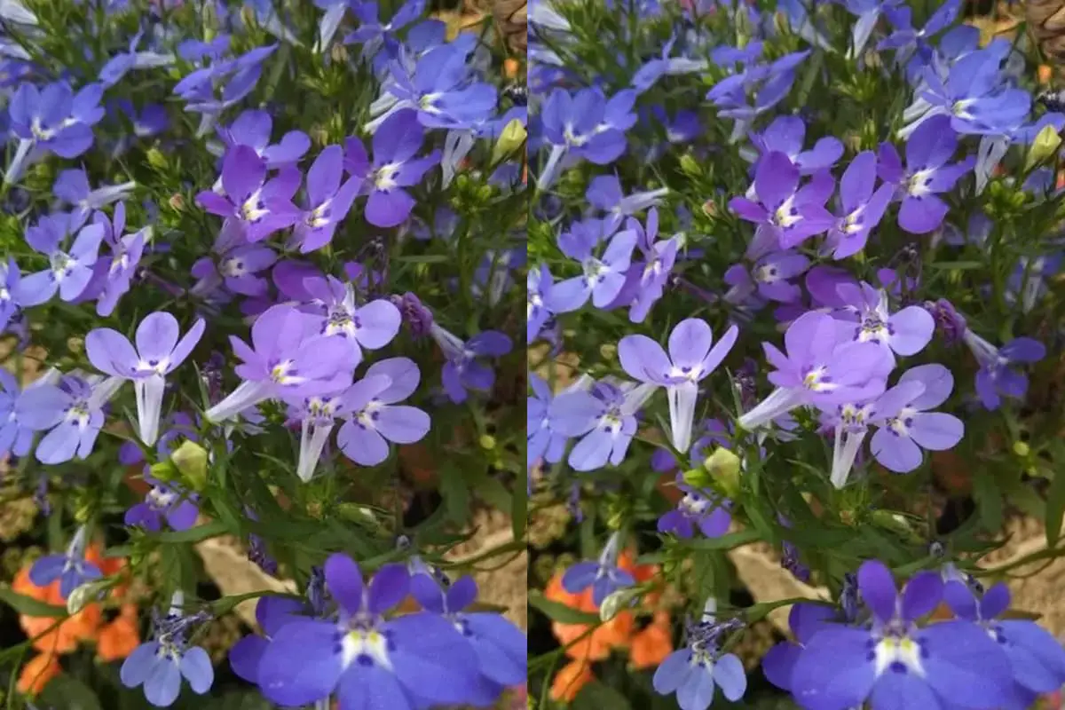 Lobelia erinus