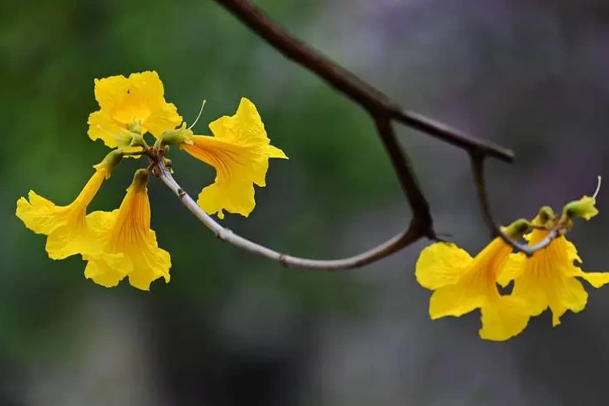 Tabebuia chrysantha