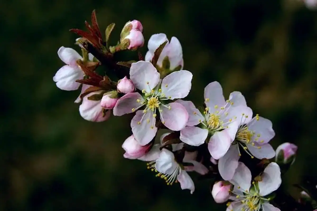 Cerasus japonica