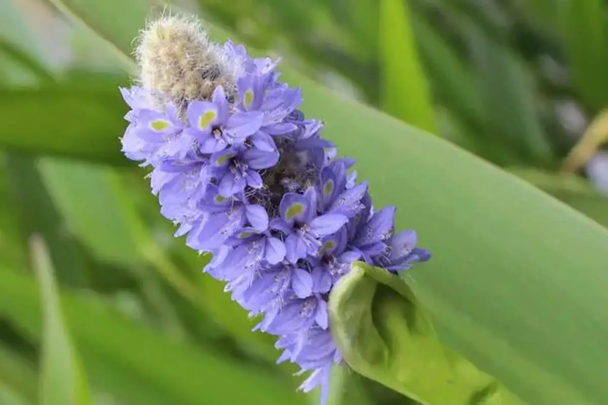 Pontederia cordata