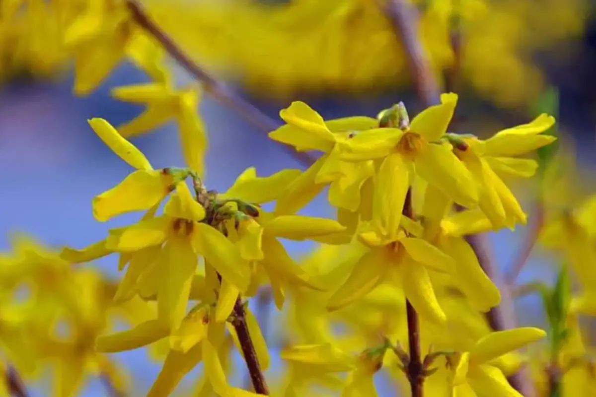 Forsythia viridissima
