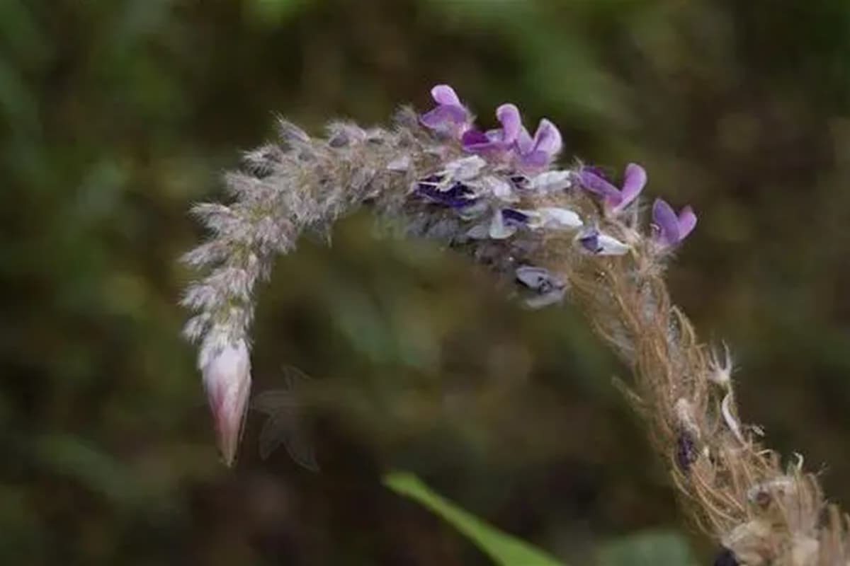 Uraria crinita